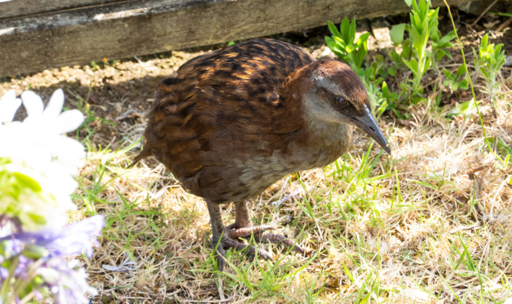 Weka at Russell