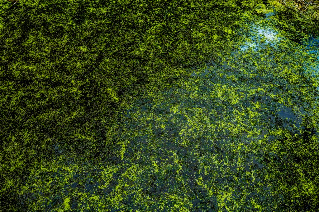 Algae, near Lake Rotomahana